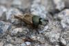 Onthophagus vacca